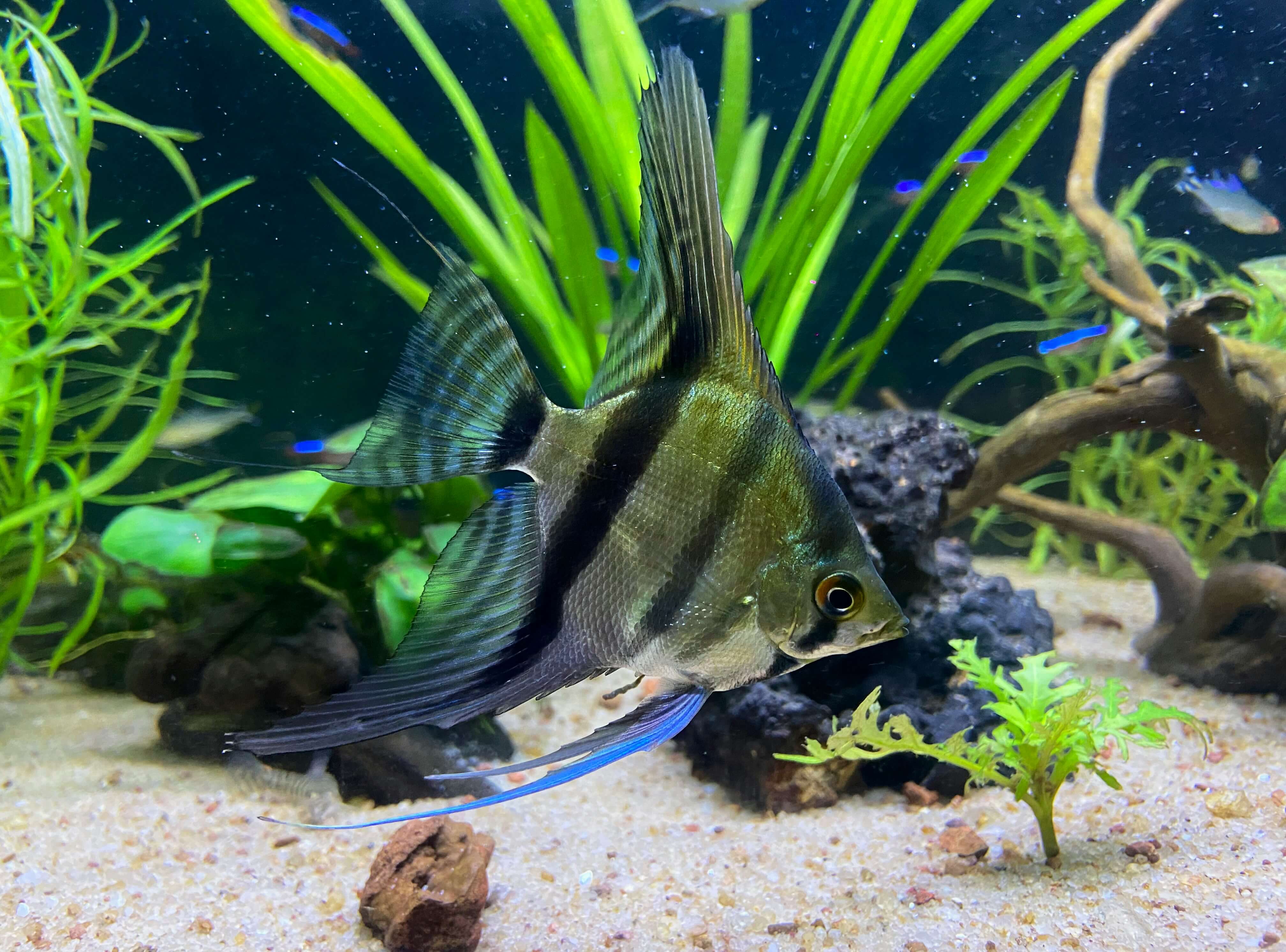 Beautiful aquarium — find your perfect fish tank setup